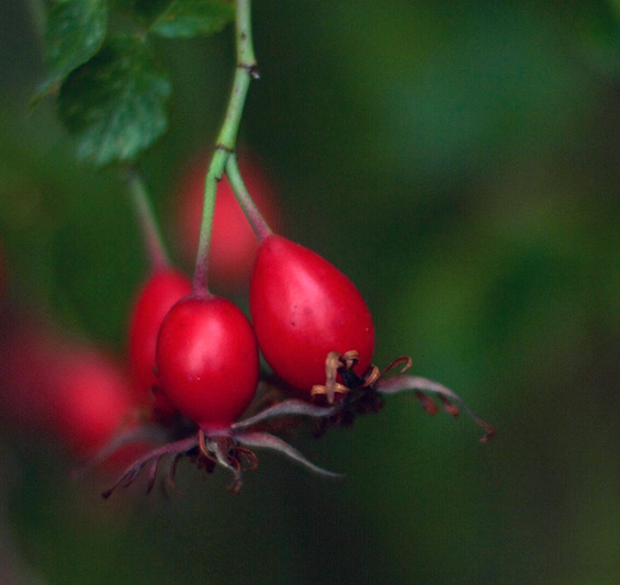 3 x Hagebutte