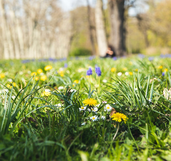 Heilkräuterkraft im Sommer
