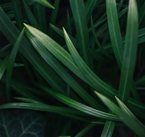 3 x Berliner Bärlauch